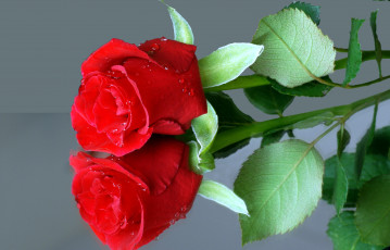 Картинка цветы розы отражение