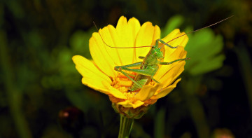 Картинка животные кузнечики саранча кузнечик цветок