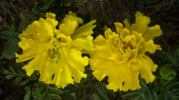 обоя цветы, бархатцы, жёлтый