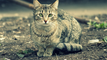 Картинка животные коты кот серый улица