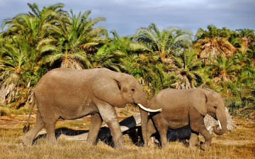 Картинка животные слоны пальмы саванна трава