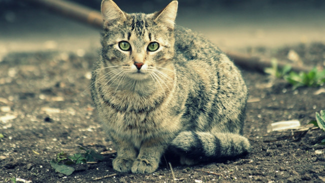 Обои картинки фото животные, коты, кот, серый, улица