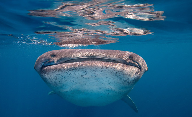 Обои картинки фото животные, акулы, глаза, пасть, китовая, акула
