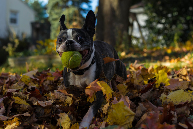 Обои картинки фото животные, собаки, собака, листва, игра, мячик