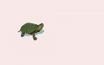 Картинка рисованное минимализм черепаха