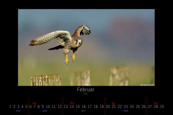 Картинка календари животные летит сокол птица февраль 2016