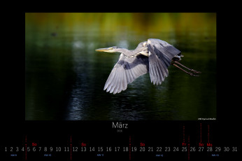 Картинка календари животные птица март 2016 летит цапля