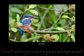 Картинка календари животные январь 2016 зимородок птица