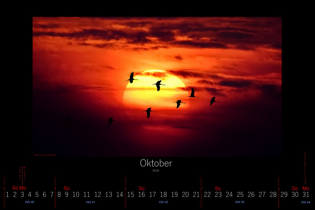 Обои картинки фото календари, животные, 2016, птицы, закат, октябрь