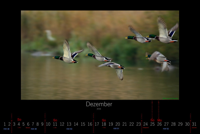 Обои картинки фото календари, животные, 2016, утки, декабрь