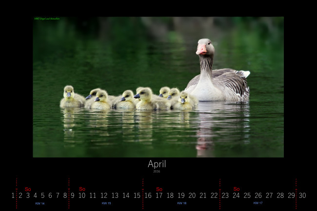 Обои картинки фото календари, животные, гусята, гусыня, апрель, 2016, озеро