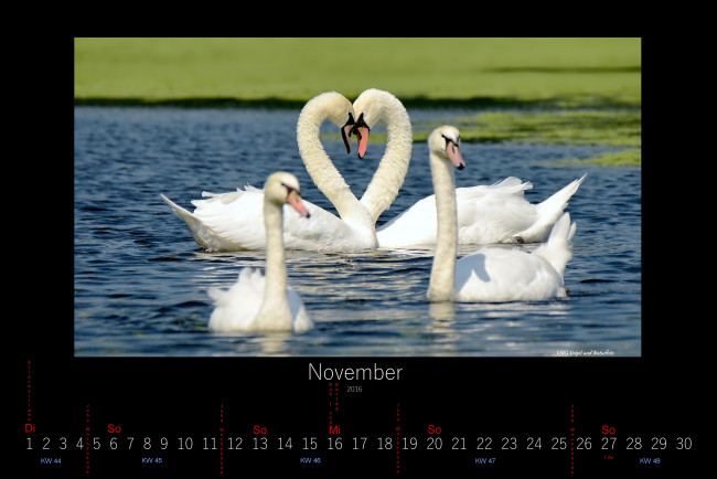 Обои картинки фото календари, животные, лебеди, ноябрь, 2016
