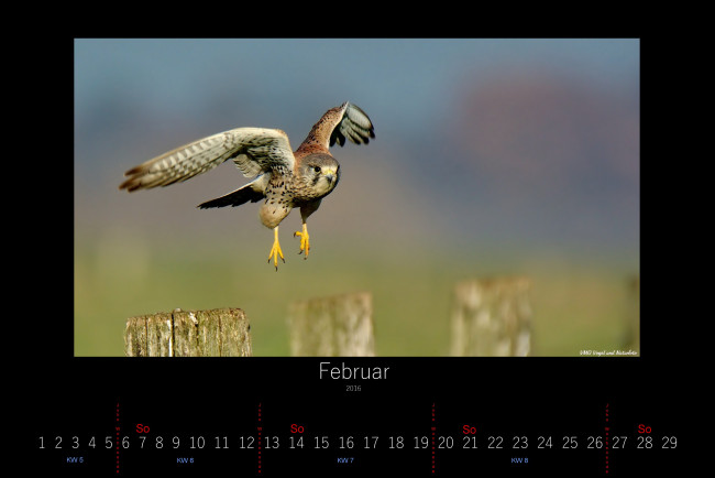 Обои картинки фото календари, животные, летит, сокол, птица, февраль, 2016