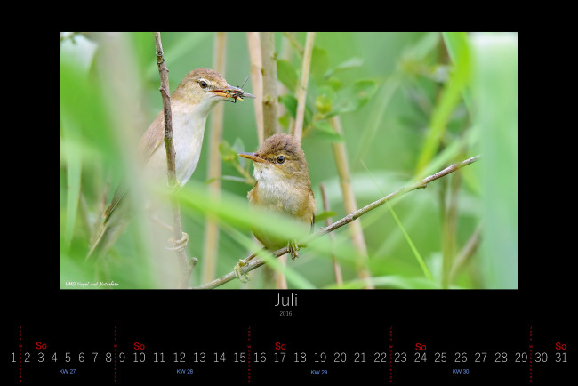 Обои картинки фото календари, животные, птицы, июль, 2016