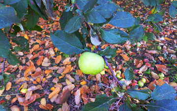 Картинка природа плоды листья Яблоко