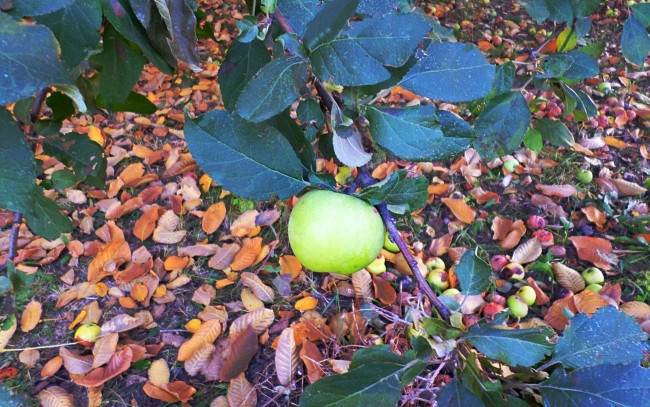 Обои картинки фото природа, плоды, листья, Яблоко