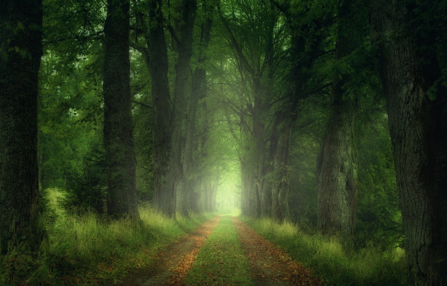 Обои картинки фото природа, дороги, деревья, листья, лес, дорога, zan, foar