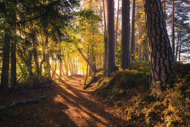 Обои картинки фото природа, дороги, солнечный, свет, финляндия, дорога, лес