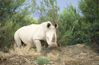 Картинка носорог+альбинос животные носороги носорог альбинос аномалия белый млекопитающие непарнокопытные носороговые