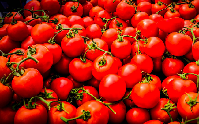 Обои картинки фото еда, помидоры, красные, томаты, много, урожай