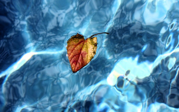 обоя природа, листья, вода, лист, осень