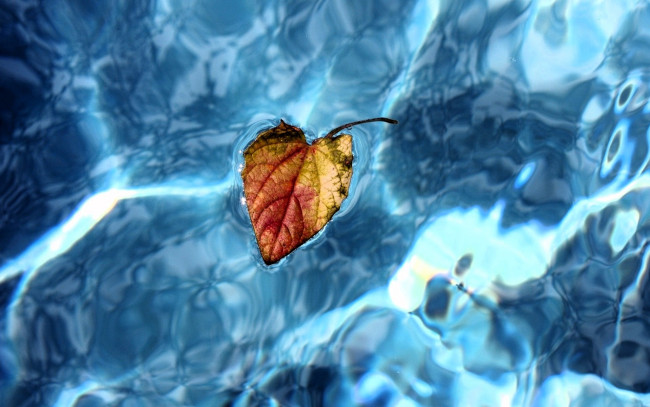 Обои картинки фото природа, листья, вода, лист, осень