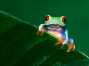 Картинка frogs life животные лягушки