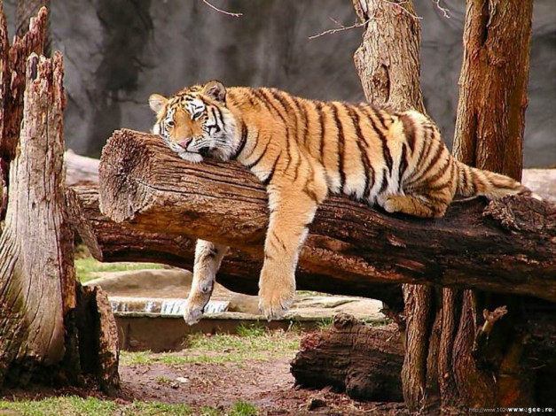 Обои картинки фото животные, тигры