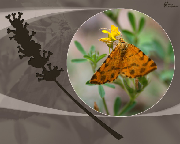 Обои картинки фото бабочка, животные, бабочки