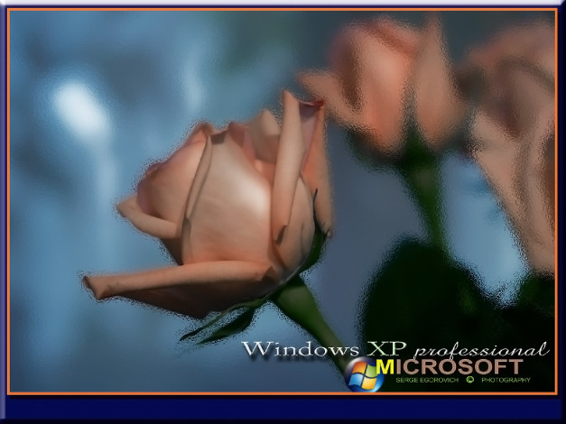 Обои картинки фото зимняя, роза, компьютеры, windows, xp