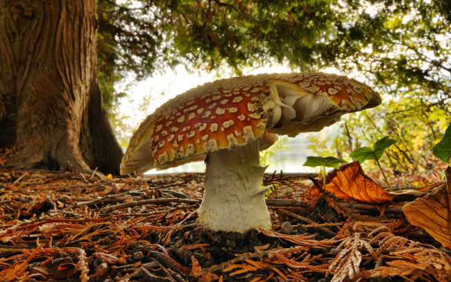 Обои картинки фото природа, грибы, мухомор