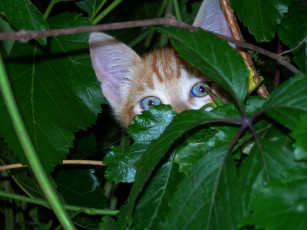 Картинка животные коты cat глаза уши