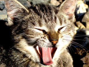 Картинка животные коты cat язык