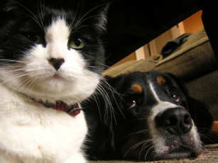 Картинка животные разные вместе dog cat
