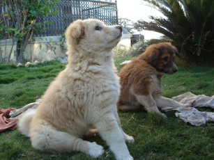 Картинка животные собаки трава щенки