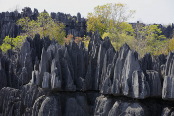 Картинка tsingy de bemarahas мадагаскар природа камни минералы скалы деревья