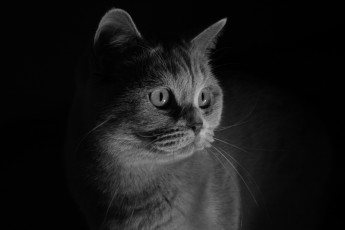 Картинка животные коты кот кошка
