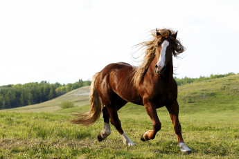 Картинка животные лошади конь природа лошадь