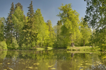 Картинка природа реки озера река деревья
