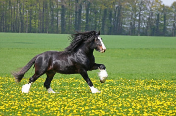 Картинка животные лошади конь фриз шайрская порода