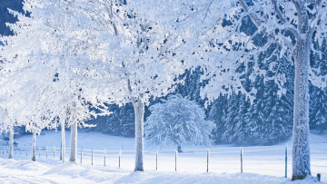 обоя природа, зима, деревья, забор, иней