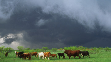 Картинка животные коровы буйволы облака