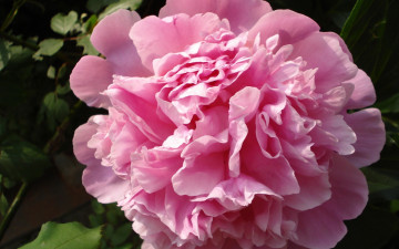 Картинка цветы пионы розовый крупно