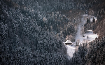 Картинка природа лес домик снег зима