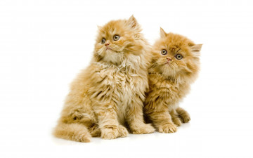 Картинка животные коты перс
