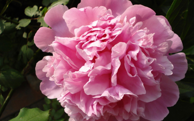 Обои картинки фото цветы, пионы, розовый, крупно