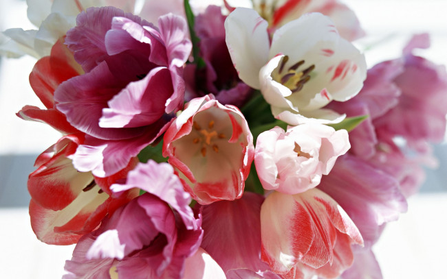 Обои картинки фото цветы, тюльпаны, весенние