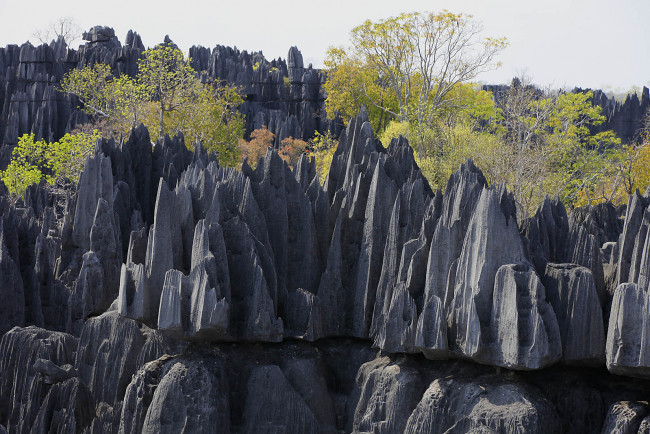 Обои картинки фото tsingy, de, bemarahas, мадагаскар, природа, камни, минералы, скалы, деревья