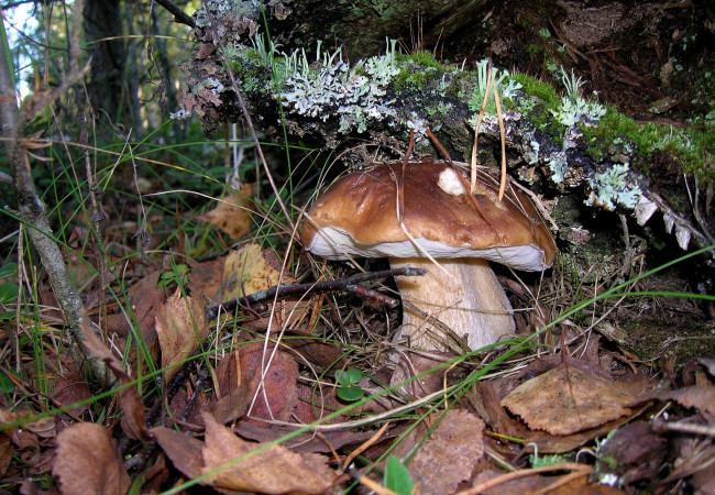 Обои картинки фото природа, грибы, боровик, белый, гриб, листья, мох