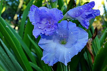 Картинка цветы гладиолусы экзотика капли голубой